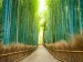 arashiyama-forest-kyoto-japan-GettyImages-528314677